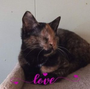 Meet your Posher, Leslie